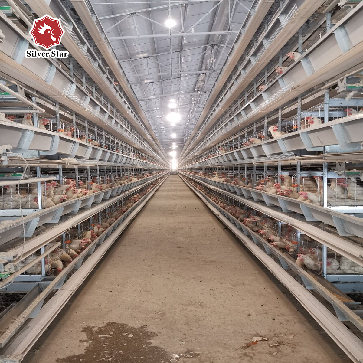 30 Year Service Life Battery Automatic Layer Chicken Cage 9 Birds / Cell