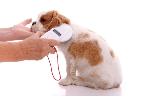 RFID LF Smallest Identification Rfid Injection Microchip For Animals