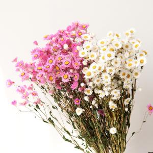 China white pink diameter 2.5cm 80cm helipterum Dried Flower Bunches wholesale