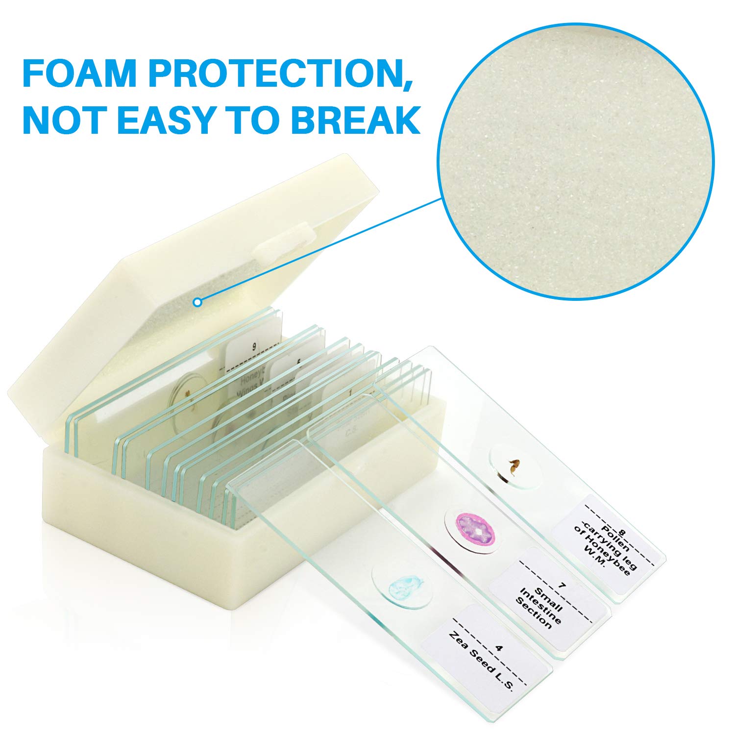 Glass 12pcs Onion Meiosis Prepared Botany Slides For School Research