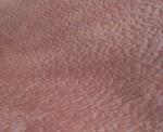 Natural Sapele Pommele Wood Veneer For Projects