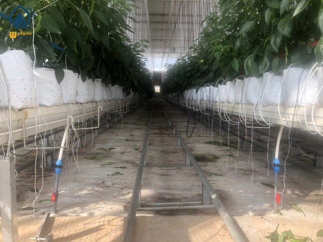 Greenhouse Steel Substrate Planting Gutter Agricultural Hydroponic System For Tomatoes