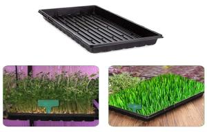 China Dining Room Cells Plastic Germination Trays Tomato Grow Starting wholesale