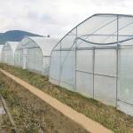Commercial Climate Control Cooling System Single Tunnel Greenhouse For