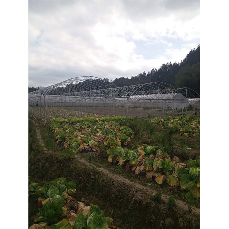 Film Cover Multi Span Greenhouse 5m Roof Height For Vegetables And Fruits
