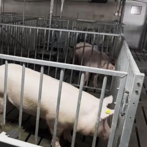 China Individual Cage Livestock Farm Equipment Hot Dip Galvanized Steel Boar Pen wholesale