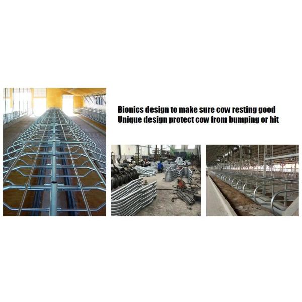 Galvanized Pipe Free Stall Barn