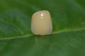 China Dental Design Lab Full Ceramic ISO13485 Zirconia Dental Crown For Anterior Teeth wholesale