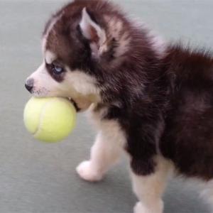 China pet playing ball wholesale