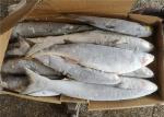 100% Net Weight Fresh 600g 700g Frozen Grey Mullet