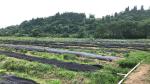 Weed killer Agriculture Non Woven Fabric Plant / Ground Cover Breathable Anti