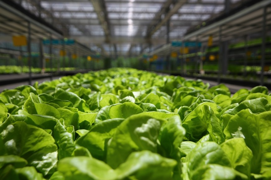 200W 2.8 Umol/J Vegetable LED Grow Lights