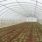 Galvanized Steel Single-span Tunnel Greenhouse for Growing Vegetables Fruits