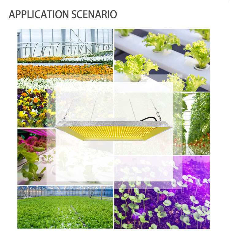 Cob 450w Lm301b Greenhouse LED Grow Lamp 2.7umol/J For Indoor Lettuce