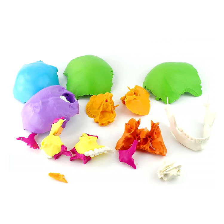 Disarticulated Human cranial 22 Parts cranial Model, Human Exploded cranial Model Adult Bone Color Life-Size