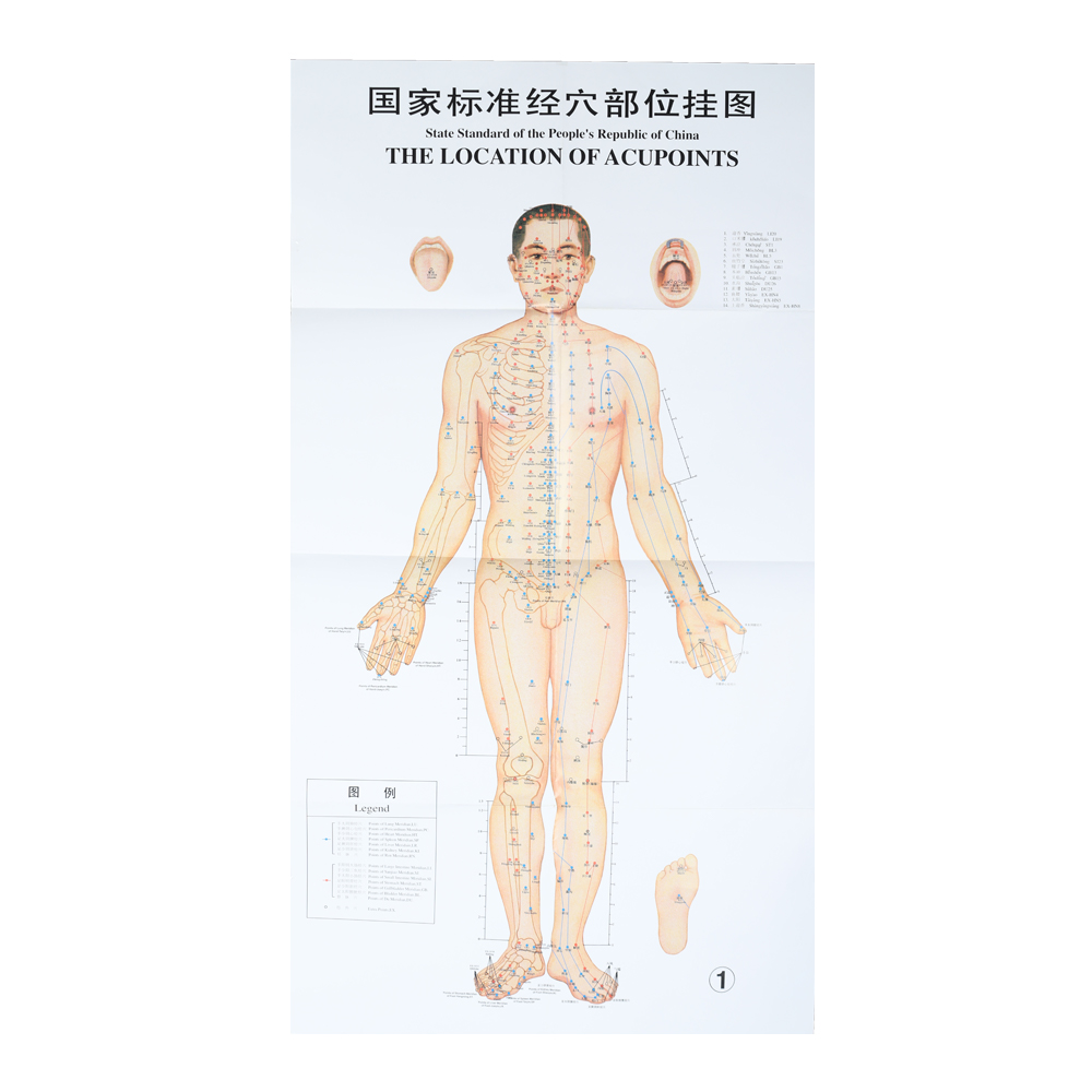 1.2*1.6m Acupuncture Culture 3pcs Per Set For Teaching Acupuncture Points