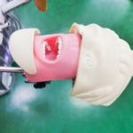 Professional Dental Students Simulator Training Model Medical Science Dental