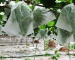 Biodegradable Fabric Fruit Protection Bags