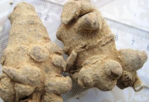 China 100% natural Notoginseng root extract 80% notoginsenosides pwoder wholesale