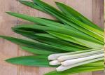 FDA Digestion Deodorization Lemongrass Essential Oil