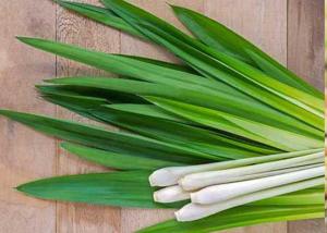 China FDA Digestion Deodorization Lemongrass Essential Oil wholesale