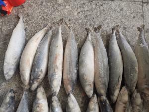 China BRC Certified IQF BQF Fresh Pacific Mackerel Fish wholesale