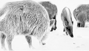 FW-T425 Thermal Monocular with Magnesium Alloy Housing Ergonomic Design and Multi-user Connectivity for Outdoor Use