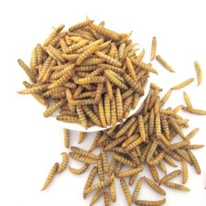 China Black Soldier Fly Larvae Meal (BSFL Powder) – Weight 1kg wholesale