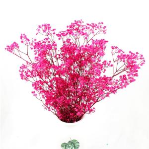 China Preserved Gypsophila Baby'S Breath , Dried Gypsophila Wedding Table Flowers wholesale