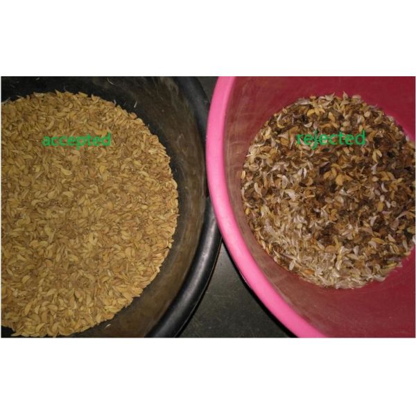 3 Channels Rosehip Fruit Sorting Machine Remove Impurity