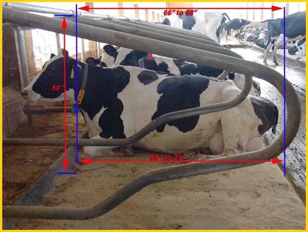 Stainless Steel two side cow free stall Anti Corrosion