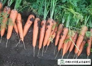 China Japan Standard Fresh Organic Carrots Own Plantation Supply To Supermarket wholesale