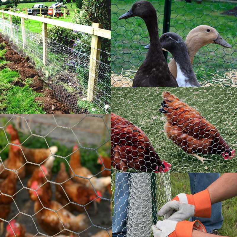 Length 10-50m Chicken Coop Wire Mesh With Zinc Coating 20g/M2-60g/M2