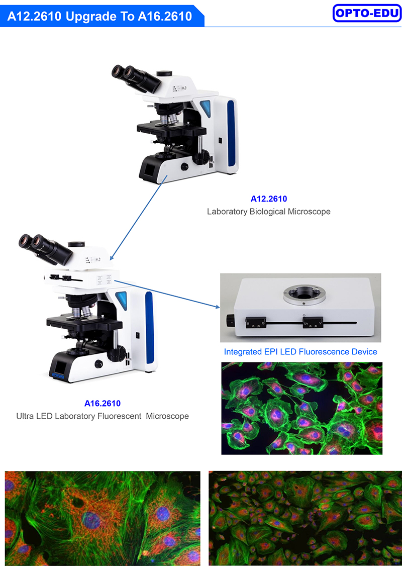 OPTO-EDU A16.2610 Trinocular 1000X Ultra LED Fluorescent Microscope