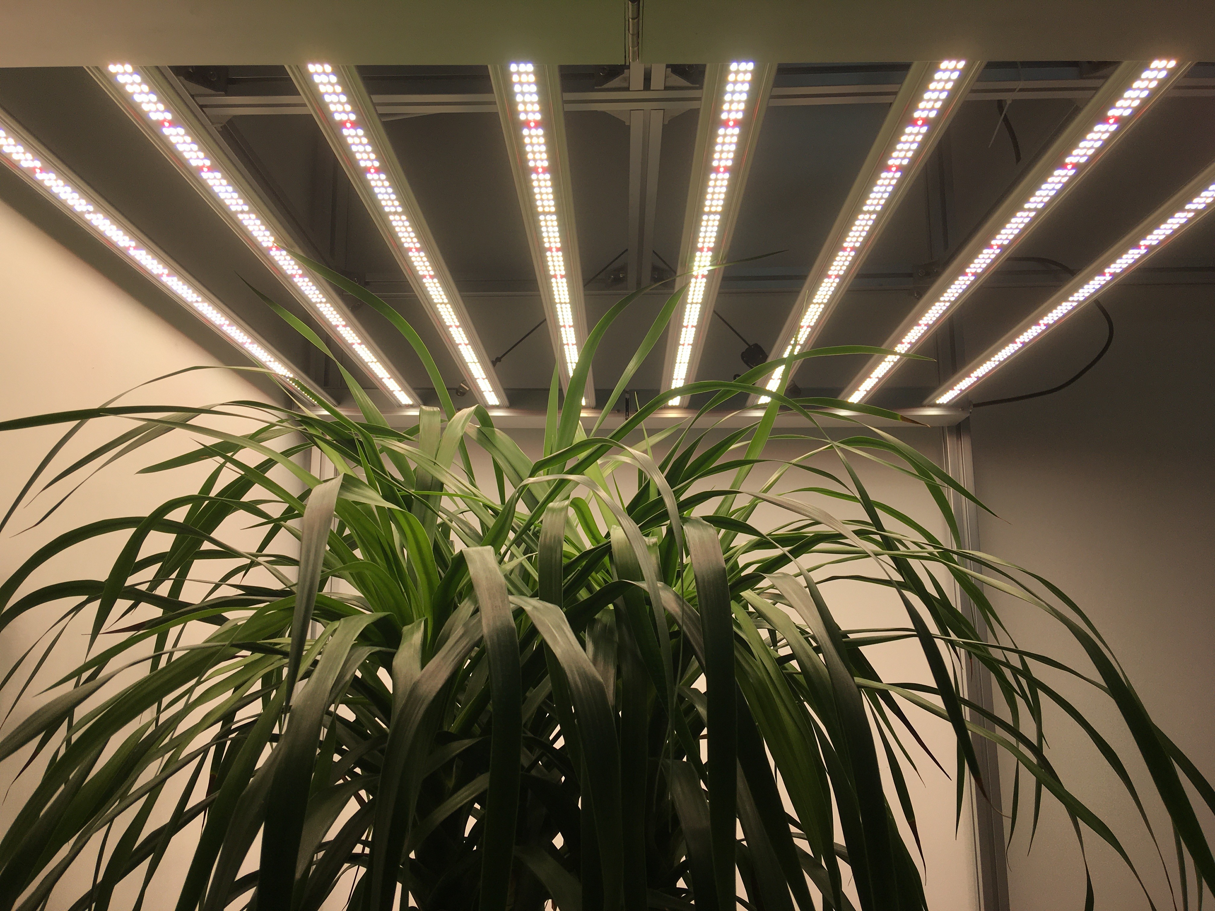 Adjustable Spectrum Samsung LM301H AC277V 600W Grow Light