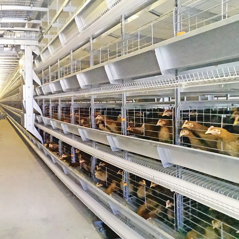 Animal Coop Chicken Layer Cage Customized Scheme Feeding Egg Equipment
