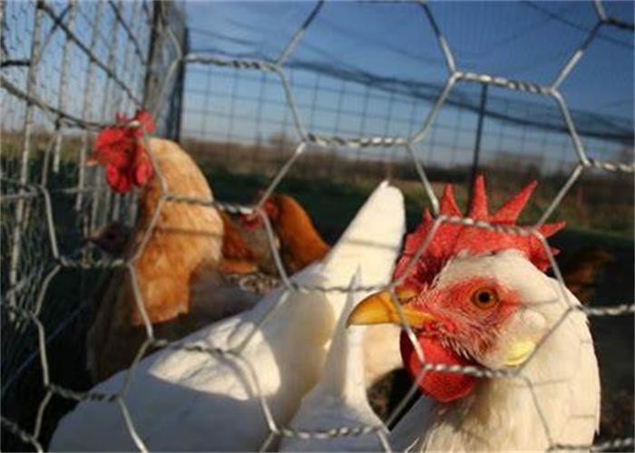 Normal Twisted Galvanized BWG21 Hexagonal Wire Netting