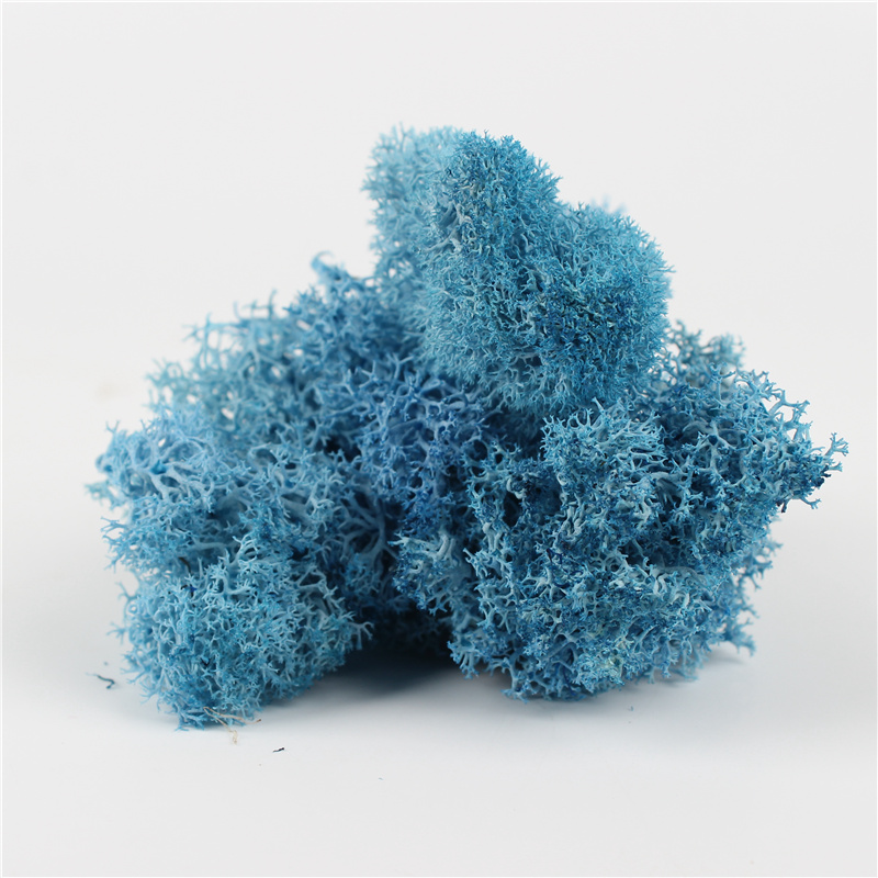 Eternal Multiple Colors Preserved Reindeer Moss For Wall Decoration