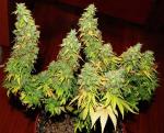 IP65 Waterproof 1000 Watt LED Grow Lights