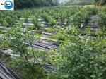 Wholesale Amazon Weed Barrier Weed Control Ground Cover Membrane Landscape