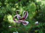Horny goat weed extact / Epimedium PE Icariin 10%-98%