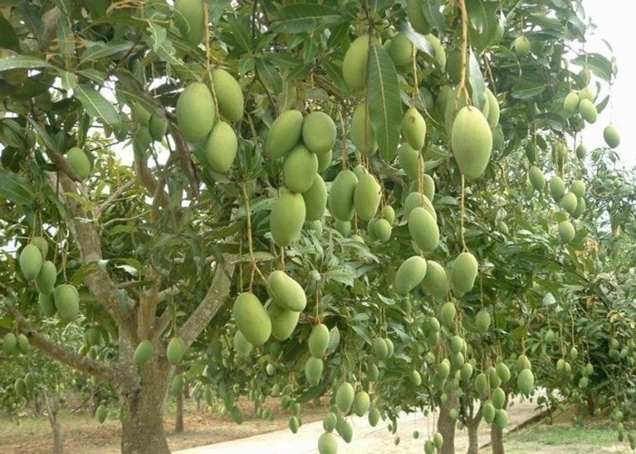 Molybdenum Boron Amino Acid Chelate Micronutrients In Agriculture Fields