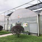 Large Tunnel Custom Multi-span Plastic Blueberry Growing Greenhouses