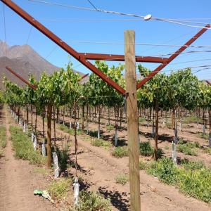 China Anti Corrosive Vineyard Trellis Construction Metal Line Vineyard Posts 2.5mm Thick wholesale