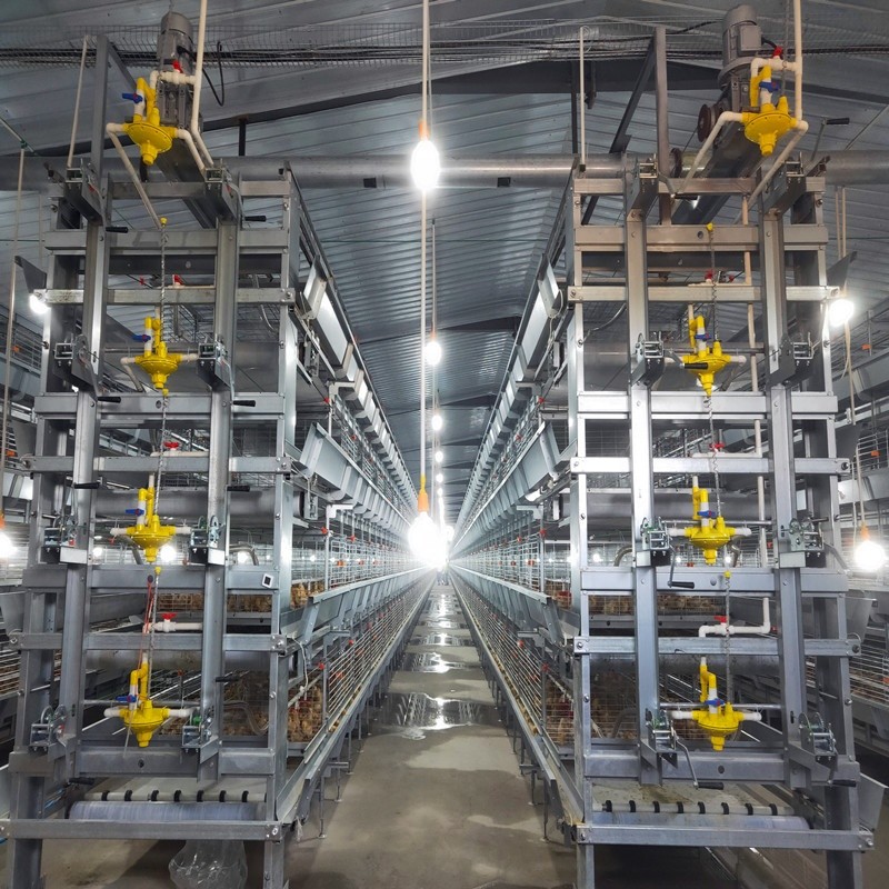 Automatic Broiler Chicken Cages Farming H Type Battery Breeding System 192 Birds / Set
