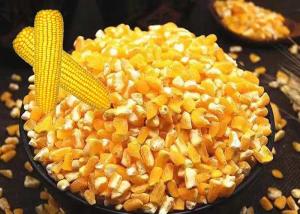 China Premium Corn Major Agricultural Products , Agricultural Food Products Dried Style wholesale