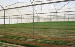 Insect Proof Garden Netting , Agricultural Insect Netting Length Customized