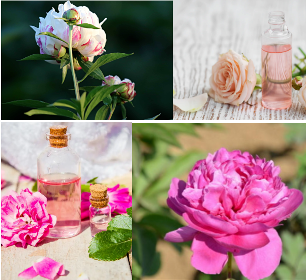 Perfume Fragrance Oil Mayflower Trailing Arbutus Fragrance Concentrated