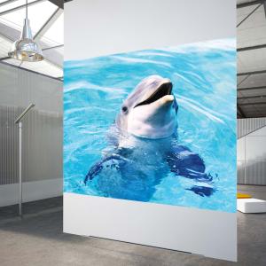 China High Contrast White Rear Projection Film 3D Holographic Projection Film For Shop Windows wholesale