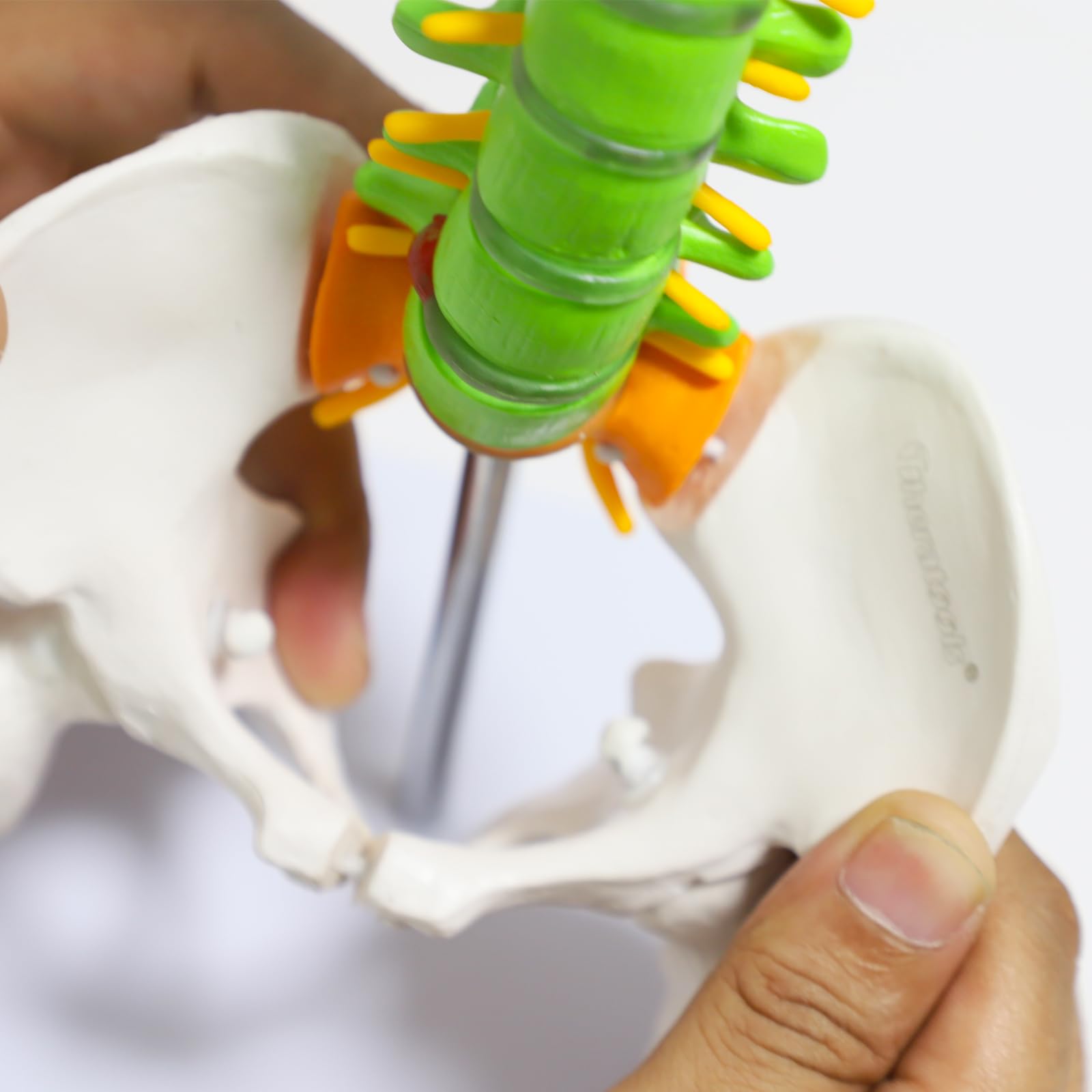 Colored Spine Anatomical Skeleton Model Pelvis Femur Heads